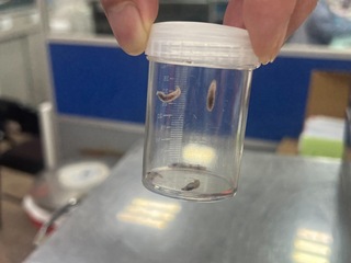 婦人耳朵突然流血   內藏7隻蛆蟲