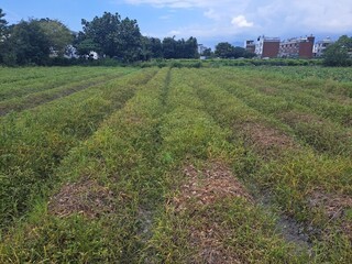 颱風後花蓮吉安龍鬚菜、扁蒲萎凋枯死 爭取現金救助