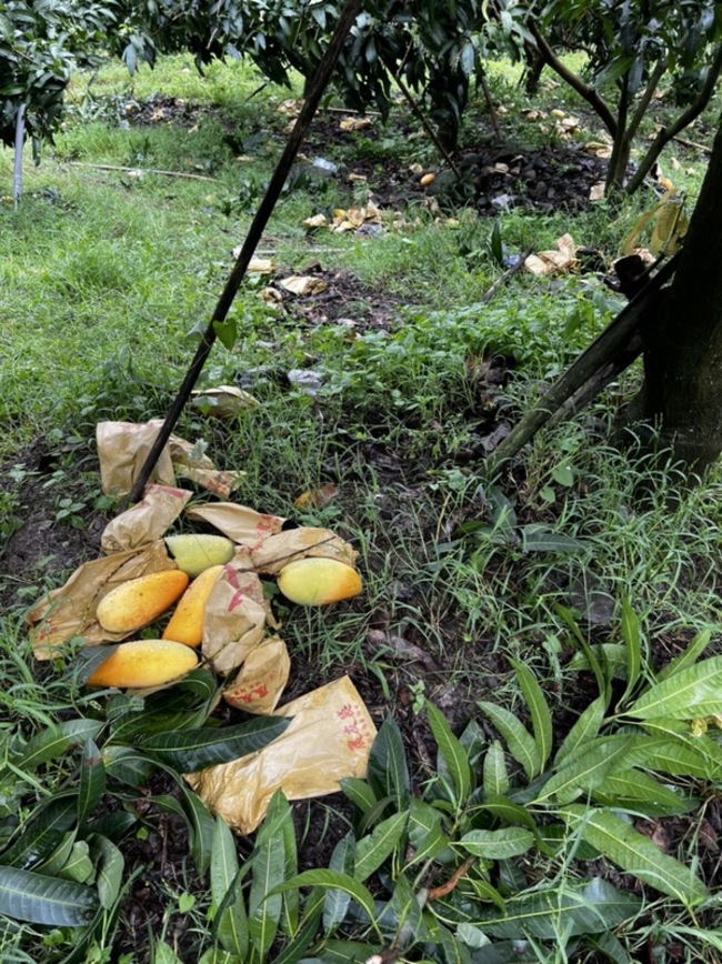 高雄山區颱風農損  改良種芒果現金救助受理申報 | 華視新聞