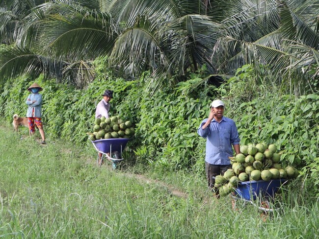美國宣布進口越南椰子 似為拜登出訪營造氣氛 | 華視新聞