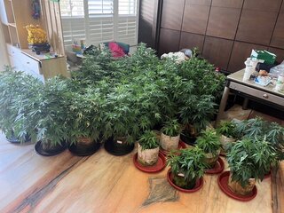 台中科技工程師租豪宅種大麻  遭嘉義警方查獲