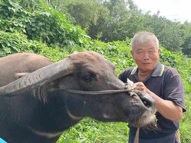 雲林虎尾最後1頭水牛退役 老農親送到安養中心 | 華視新聞