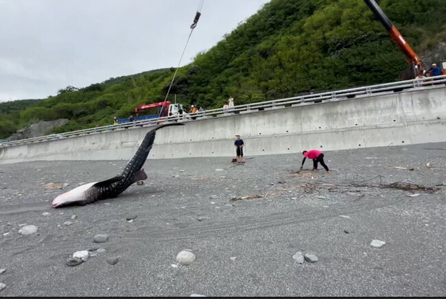 南迴公路旁海灘 5公尺長鯨鯊擱淺死亡 | 華視新聞