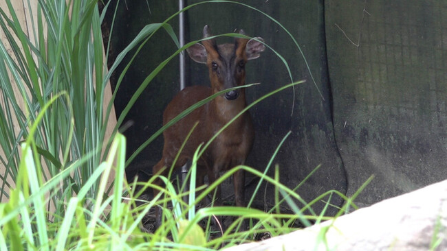 北市動物園丹頂鶴夫妻有新鄰居  害羞山羌來作伴 | 華視新聞