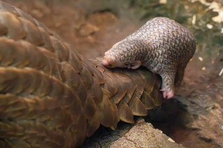 遭遊蕩犬啃咬劫後重生 穿山甲「士林」喜迎女兒