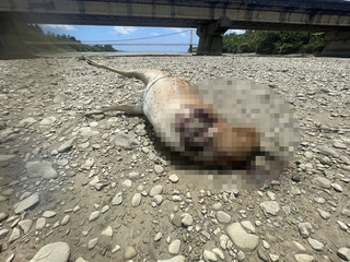 墾丁2隻斷頭梅花鹿陳屍溪畔  墾管處追查