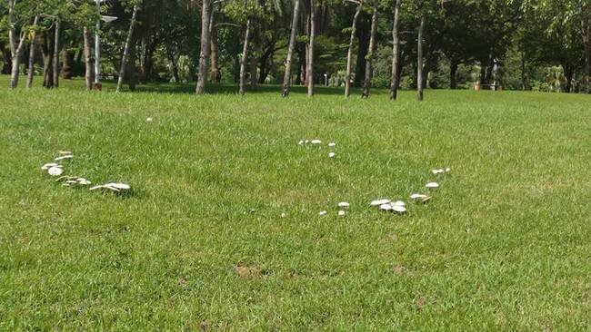 高市公園雨後冒大量白菇 市府籲恐有毒不可碰觸摘食 | 華視新聞