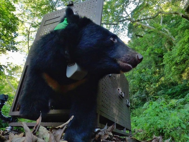 錦屏黑熊傷癒重返森林 3小時後收到追蹤器傳回訊號 | 華視新聞