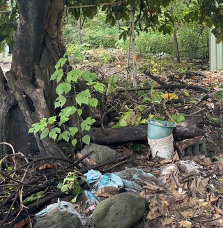 國產署出租地髒 屏東環保局現勘罰6千元可連續開罰