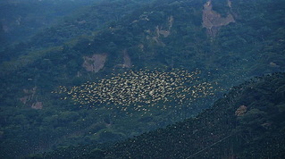 嘉義太興「萬鷺朝鳳」提前登場  黃頭鷺驚喜現身