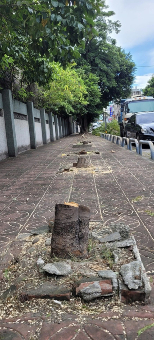 高校25棵路樹遭砍卻權責不清 彰縣府：先挖出樹頭 | 華視新聞