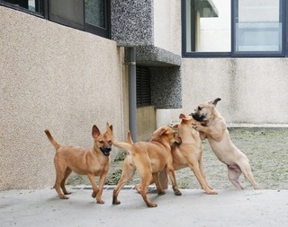 花蓮狗貓躍動園區媒合近300隻 8/19邀回娘家