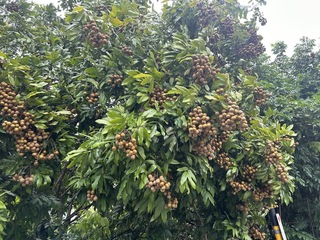 台中霧峰龍眼盛產價格低 農會助產銷