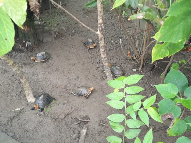 觸口自然教育園區設烏龜收容所 目前800隻頤養天年 | 華視新聞