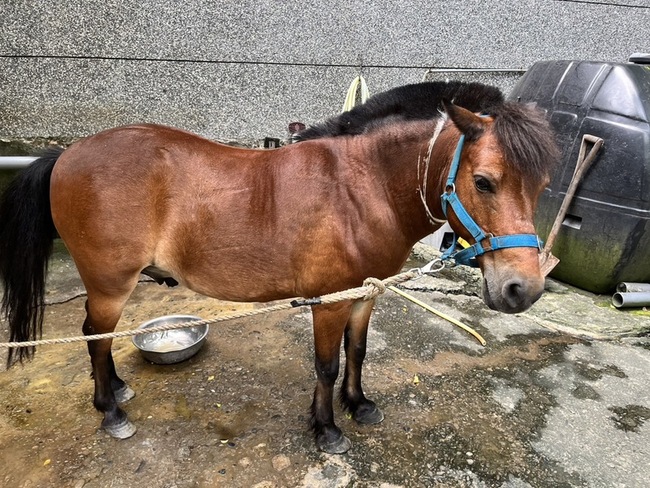 八斗國小校馬遭投訴飼養環境不佳 基市府查無違法 | 華視新聞