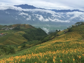 花蓮金針花季到  新設12公尺高「花TIME」新景點
