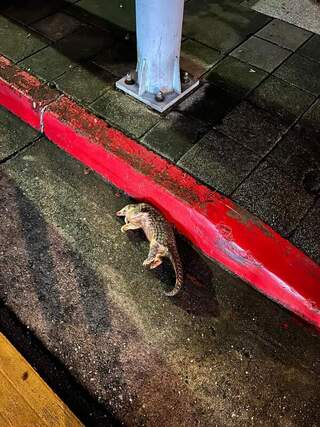 北市穿山甲遭路殺  議員促設警示牌提專案檢討