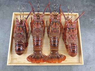 高雄8/27捐血送龍蝦 限量200隻送完為止