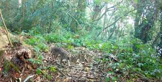 桃山部落加入生態服務給付  守護黑熊石虎棲地