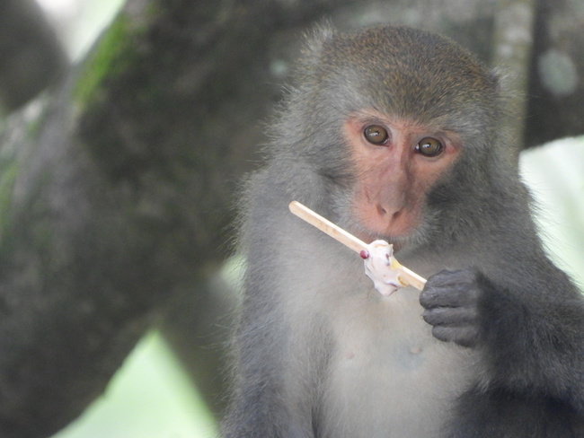 避免獼猴搶食  太魯閣天祥新增2處室內用餐區 | 華視新聞