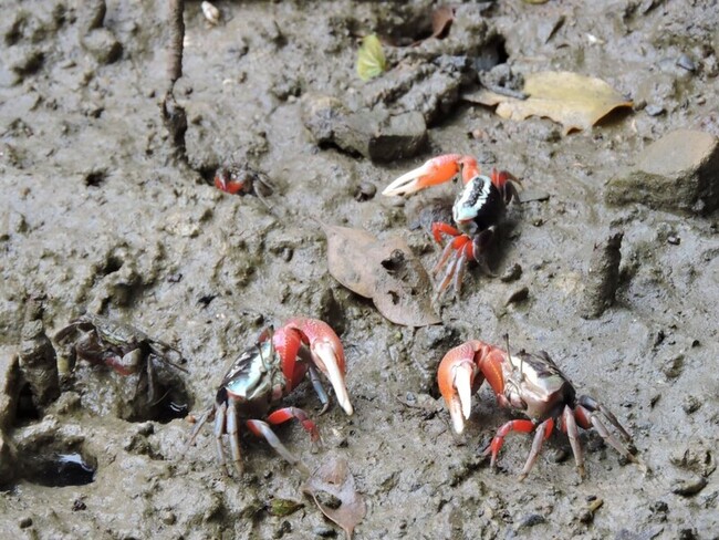 高雄援中港溼地生態豐富 10種不同招潮蟹出沒 | 華視新聞