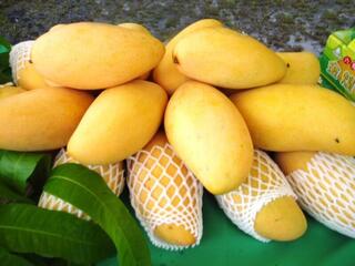 金煌芒果被指收購價低 高市府澄清：勿以偏概全