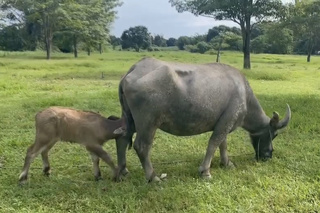 台南老牛的家意外添小牛  母女檔成動物明星