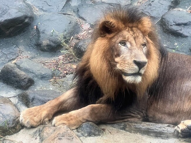 壽山動物園獅吼如提醒下班 園方揭密為同伴間溝通 | 華視新聞