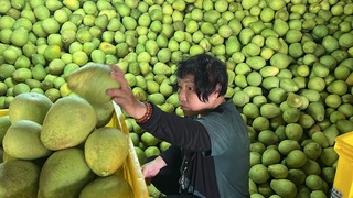 颱風蘇拉逼近 台東果農加緊採收與老天爺搶作物