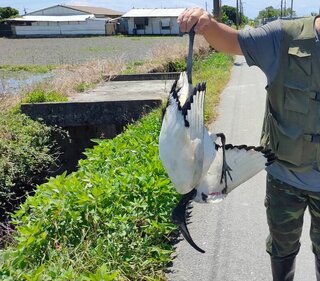 台東市郊出現1隻埃及聖䴉  林業保育署移除