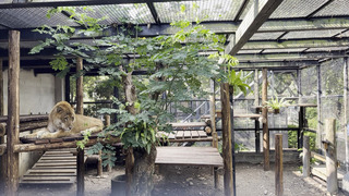 屏科大獅虎阿彪13歲生日獲大禮  全新叢林籠舍交屋