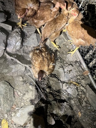 台灣黑熊連2天現蹤花蓮卓溪 入侵雞舍遭大龍炮驅離