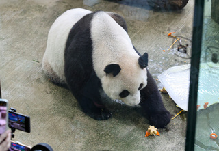 大貓熊圓圓19歲 保育員製熊天使紀念團團陪過生日