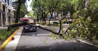 北市中山北路路樹倒塌 機車騎士遭砸重傷送醫