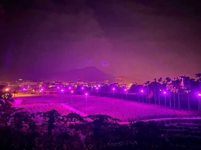 埔里茭白筍田改用LED燈照 節電散發「紫色浪漫」 | 華視新聞