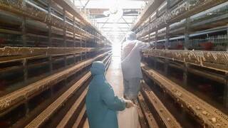 彰縣鵪鶉場驗出禽流感病毒  撲殺6萬多隻