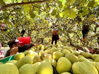 颱風接連攪局 花蓮瑞穗文旦柚還有一半未採收