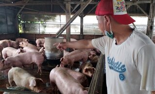 流浪犬3度闖豬舍死傷逾百頭 嘉縣豬戶損失慘重