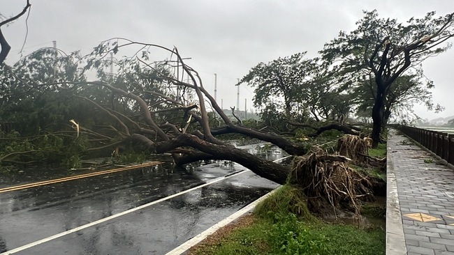 颱風過後金城武樹變瘦空中樹無損 台東逾萬戶仍停電 | 華視新聞