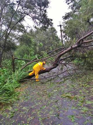 高雄仍有1萬多戶停電 鼓山樹倒壓民宅幸無人傷