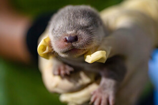 水獺「金萌」首當媽就一打二 雙胞胎女兒活力滿滿