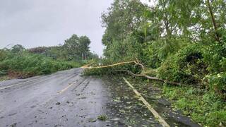 颱風海葵掃過 屏東57件路樹傾倒未釀重大災情