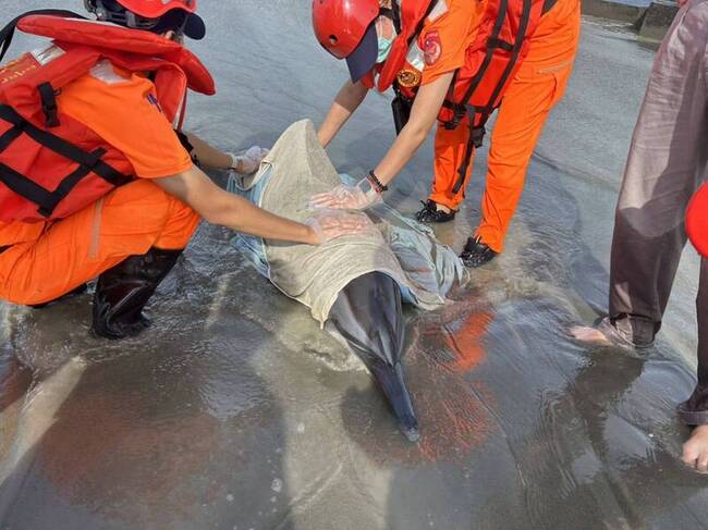 颱風海葵剛離境 台南沿海2隻海豚擱淺 | 華視新聞
