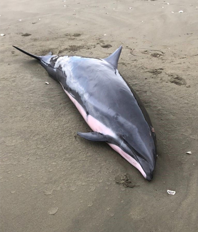 台南沿海岸際2海豚擱淺 海保署啟動救援檢傷 | 華視新聞