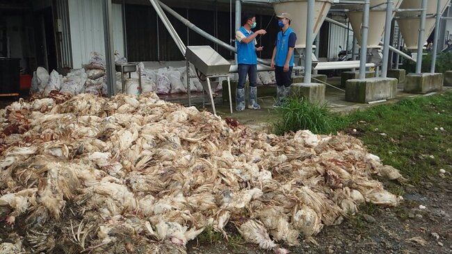 颱風停電逾3萬隻蛋雞暴斃 台東縣環保局緊急送焚化 | 華視新聞
