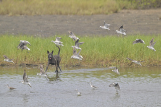 新竹香山溼地野狗攻擊水鳥  市府加強誘捕收容