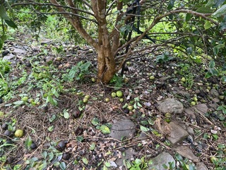 颱風重創台東  劉櫂豪爭取國產署台糖耕地租金減免