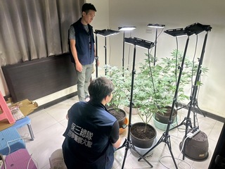 外籍師來台自學種大麻吸食  涉毒品罪遭法辦