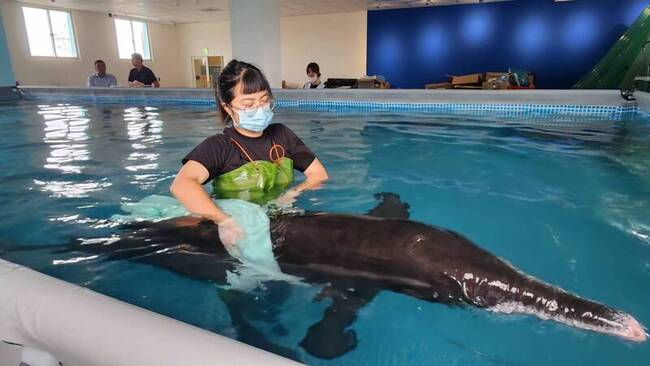 糙齒海豚擱淺新北市海岸 送基隆鯨豚救傷站收容 | 華視新聞