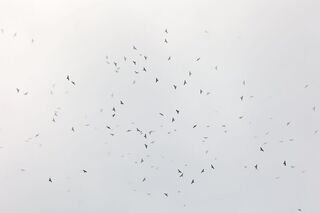 赤腹鷹過境墾丁逾2.2萬隻 宣告「賞鷹季」到來